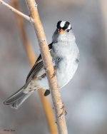 WhiteCrowned-124.jpg