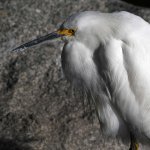 Egret3.jpg