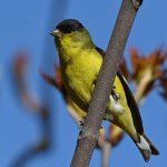 Goldfinch2.jpg