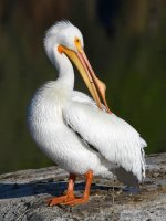 Pelican2.jpg