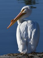 Pelican7.jpg