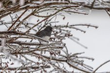 RD5_8383-Junco.jpg