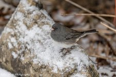 RD5_8518-Junco.jpg