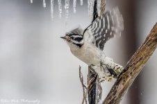 RD5_8395-Downy Woodpecker.jpg