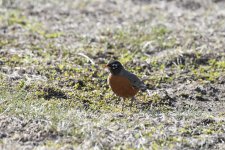 _5DX9706 no crop low res.jpg
