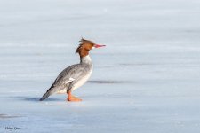 DucksOnIce-122.jpg
