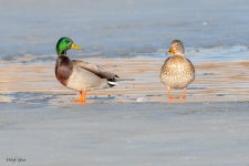 DucksOnIce-123.jpg