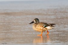 DucksOnIce-124.jpg