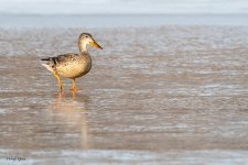 DucksOnIce-125.jpg
