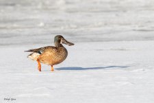 DucksOnIce-126.jpg