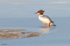 DucksOnIce-127.jpg