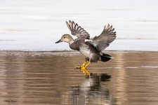 GadwallLanding-125.jpg