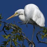 Egrets.jpg