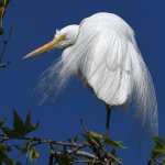 Egrets5.jpg