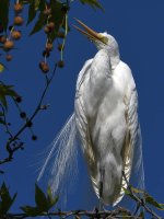 Egrets8.jpg