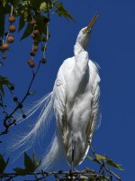 Egrets10.jpg