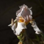 Iris.jpg