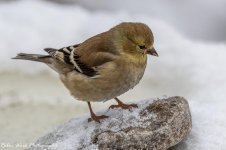 RD5_8545-Goldfinch.jpg