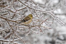 RD5_8431-American Goldfinch.jpg