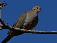 Dove2.jpg