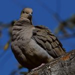 Dove3.jpg