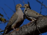 Dove8.jpg