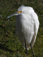 Egret2.jpg