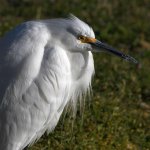 Egret3.jpg