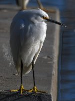 Egret6.jpg