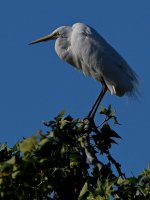Egret8.jpg