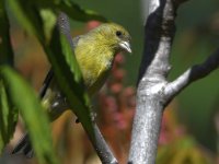 Goldfinch.jpg