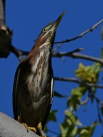 GreenHeron2.jpg