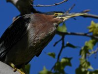 GreenHeron5.jpg