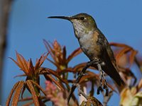 Hummer10.jpg