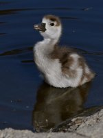 Gosling.jpg
