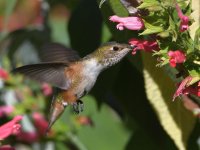 Hummer6.jpg