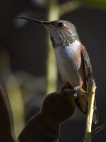 Hummer11.jpg