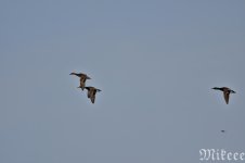 DSC_1032.jpg