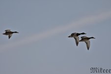 DSC_1021.jpg
