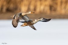 ShovelerPairFlight-124.jpg