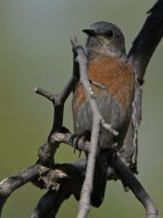 Bluebird3.jpg