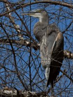 BlueHeron.jpg