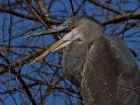 BlueHeron3.jpg