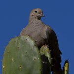Dove2.jpg