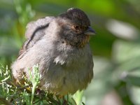 Towhee2.jpg