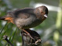Towhee3.jpg
