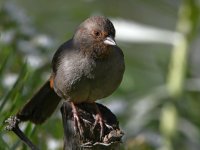 Towhee4.jpg