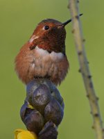 Hummer2.jpg