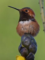 Hummer3.jpg