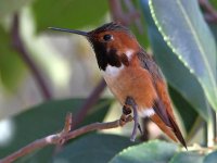 Hummer6.jpg